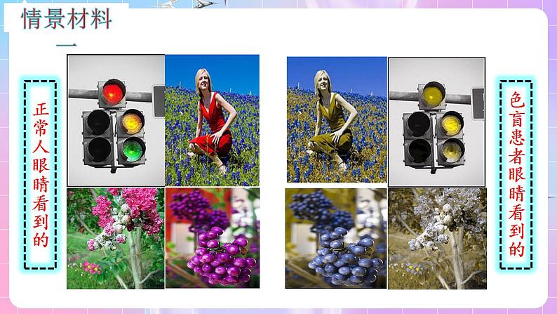 2.3《伴性遗传》（第1课时） 课件 人教版高中生物必修二第5页