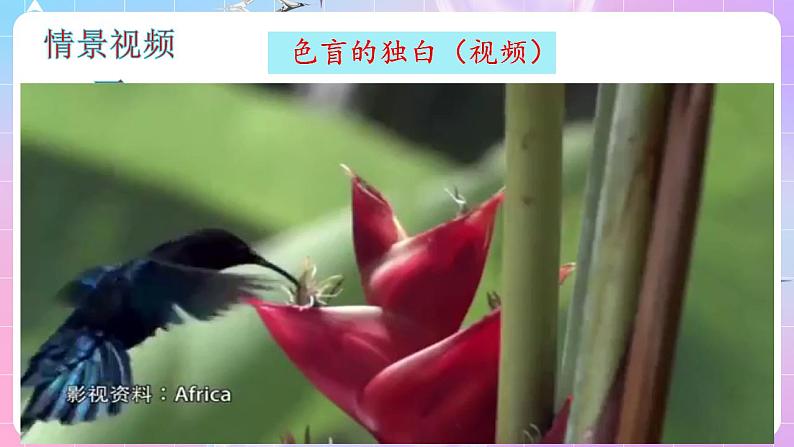 2.3《伴性遗传》（第1课时） 课件 人教版高中生物必修二第6页