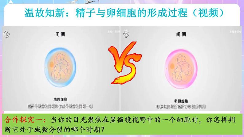 2.1《减数分裂和受精作用》（第3课时） 课件 人教版高中生物必修二第3页