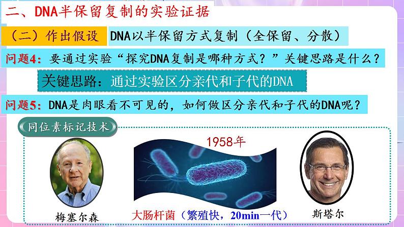 3.3《DNA的复制》（第1课时） 课件 人教版高中生物必修二07