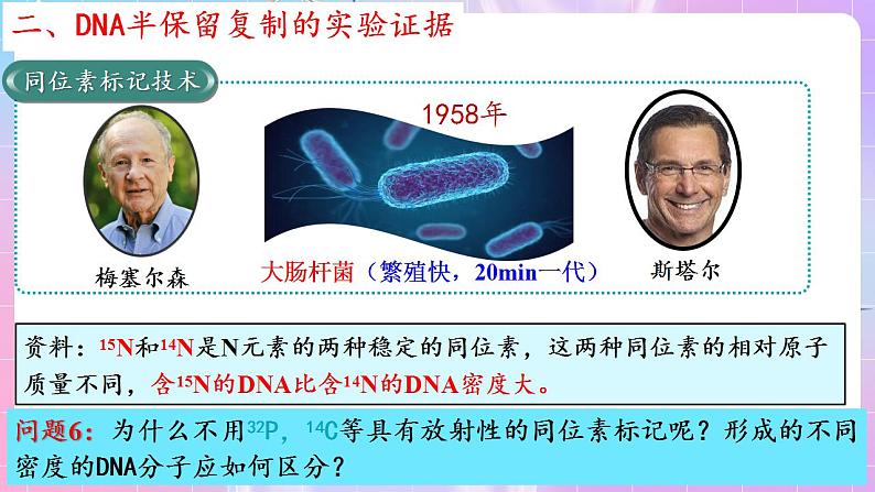 3.3《DNA的复制》（第1课时） 课件 人教版高中生物必修二08