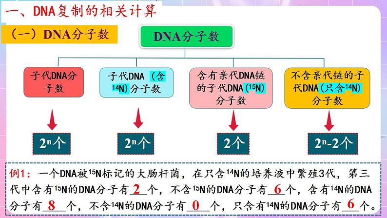 3.3《DNA的复制》（第2课时） 课件 人教版高中生物必修二第8页