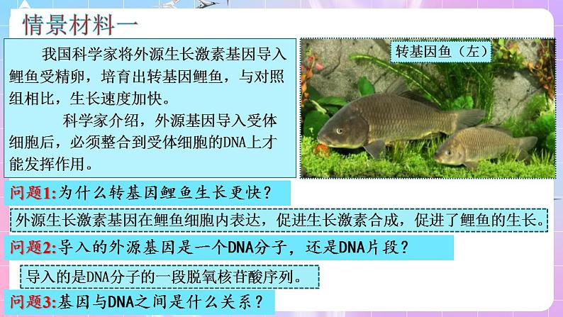 3.4《基因通常是有遗传效应的DNA片段》 课件 人教版高中生物必修二04