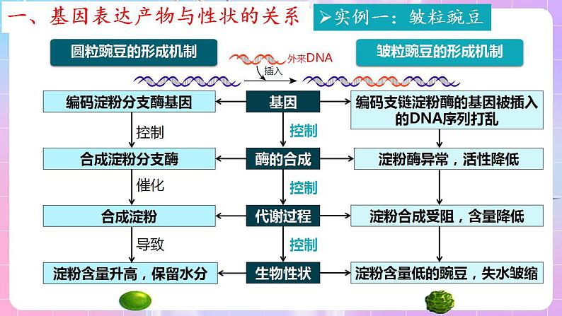 4.2《基因表达与生物性状的关系》（第1课时） 课件 人教版高中生物必修二08