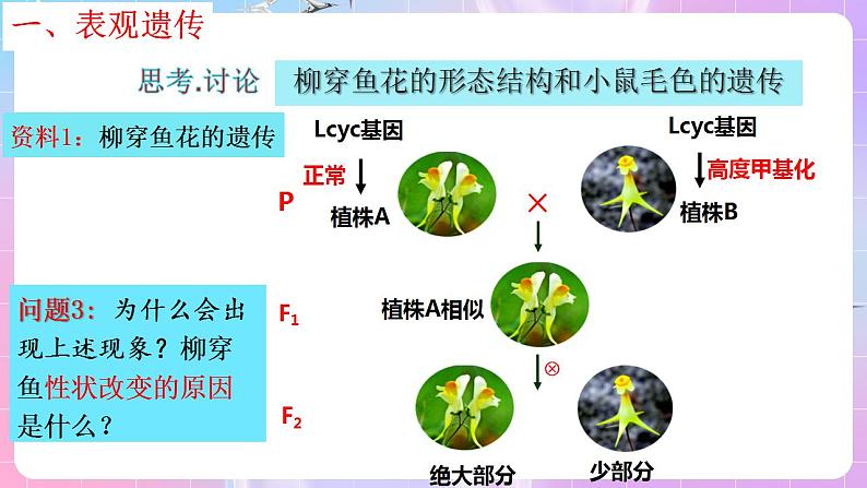 4.2《基因表达与生物性状的关系》（第2课时） 课件 人教版高中生物必修二07