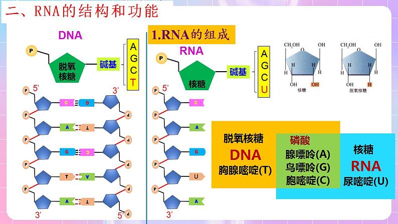 4.1《基因指导蛋白质的合成》（第1课时） 课件 人教版高中生物必修二08