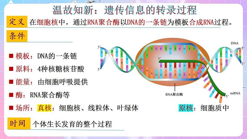 4.1《基因指导蛋白质的合成》（第2课时） 课件 人教版高中生物必修二第4页