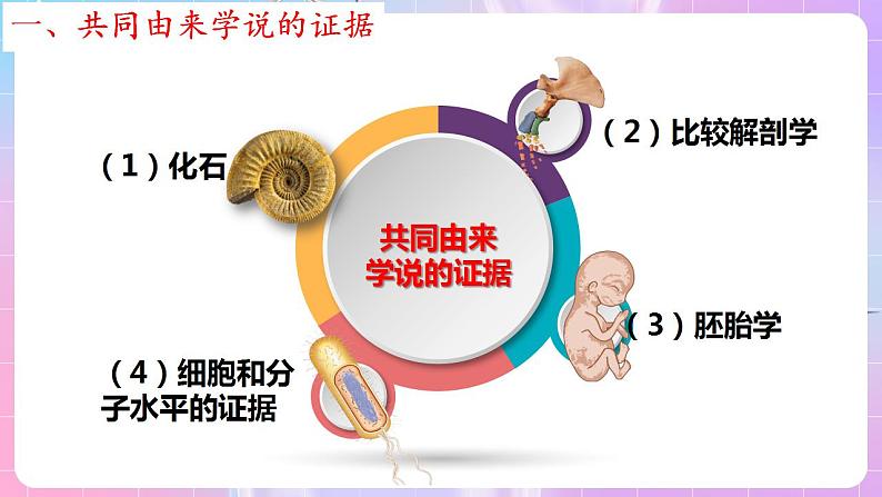 6.1《生物有共同祖先的证据》 课件 人教版高中生物必修二07