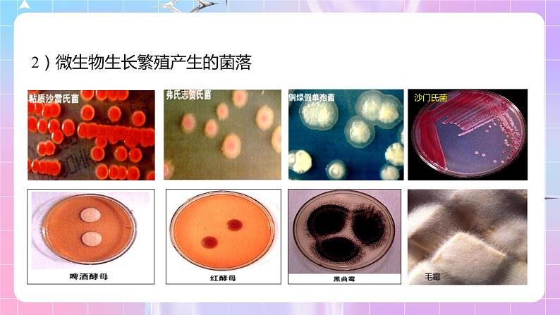 1.2 《微生物的基本培养技术》（第1课时）课件06