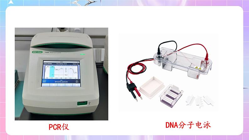 3.2 《实验DNA片段的扩增及电泳鉴定》 课件02