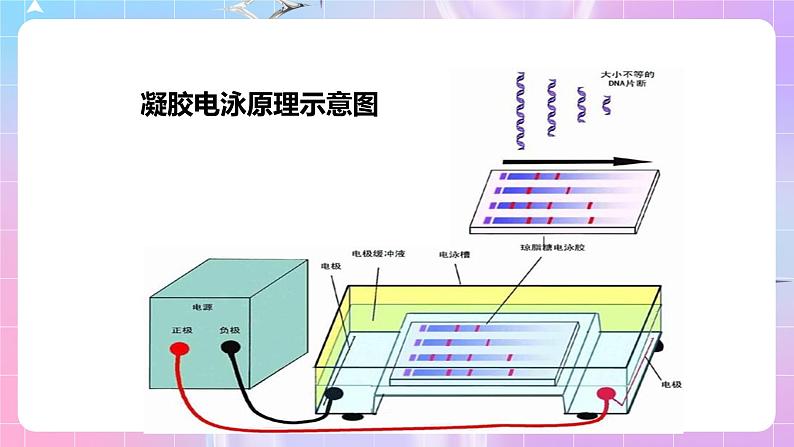 3.2 《实验DNA片段的扩增及电泳鉴定》 课件05