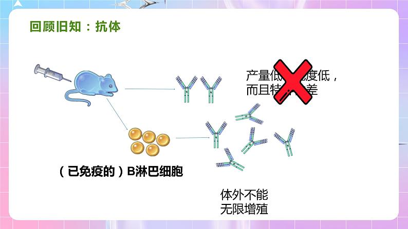 2.2 《动物细胞融合技术与单克隆抗体》（第2课时） 课件第4页