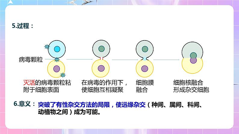 2.2 《动物细胞融合技术与单克隆抗体》（第2课时） 课件第8页