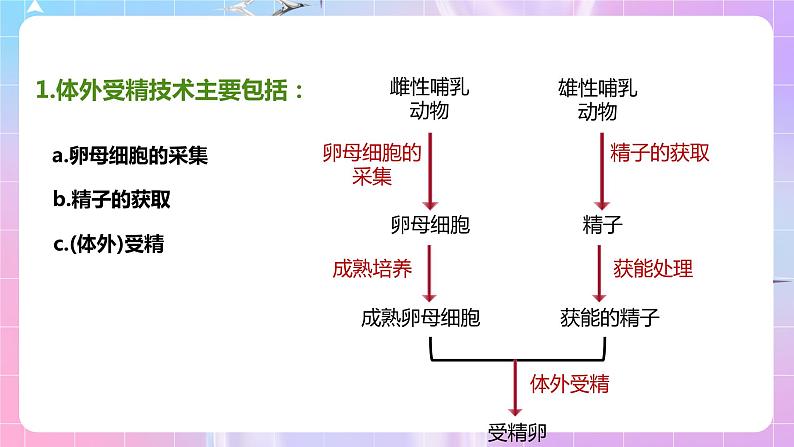 2.3 《胚胎工程技术及其应用》（第2课时）课件07