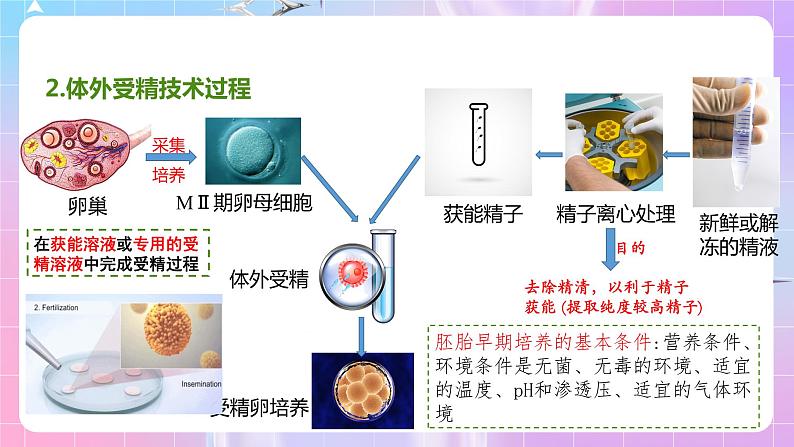 2.3 《胚胎工程技术及其应用》（第2课时）课件08