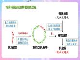 3.2 《基因工程的基本操作程序》（第1课时） 课件