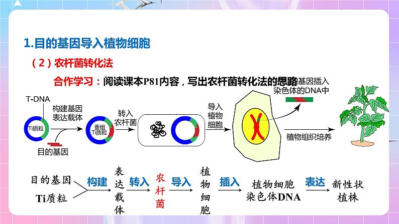 3.2 《基因工程的基本操作程序》（第2课时）课件06