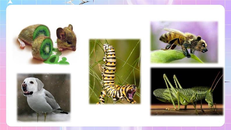 4.1《转基因产品的安全性》 课件06