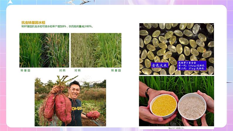 4.1《转基因产品的安全性》 课件08