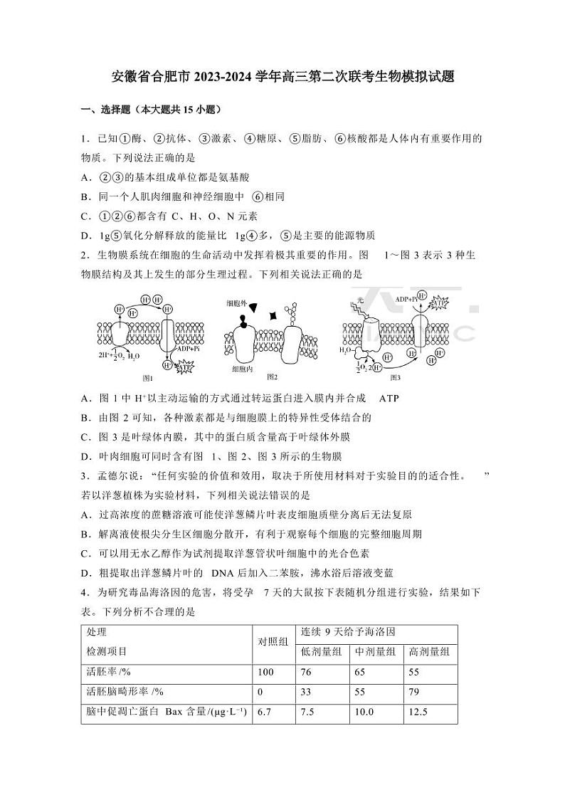安徽省合肥市2023-2024学年高三第二次联考生物模拟试题（含答案）01