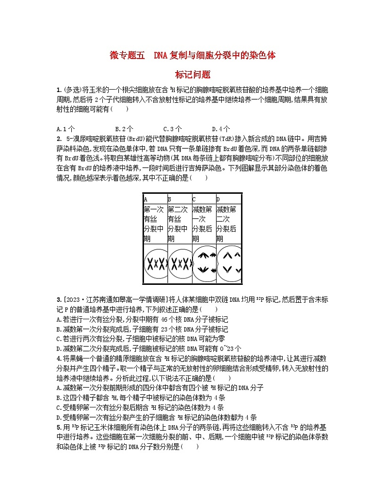 江苏专版2023_2024学年新教材高中生物第二章遗传的分子基础微专题五DNA复制与细胞分裂中的染色体标记问题分层作业苏教版必修201