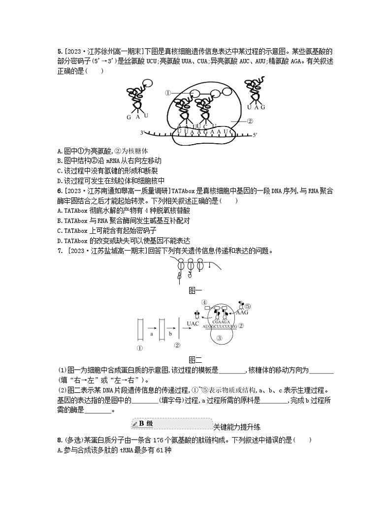 江苏专版2023_2024学年新教材高中生物第二章遗传的分子基础第三节遗传信息控制生物的性状第一课时DNA分子通过RNA指导蛋白质的合成分层作业苏教版必修202