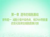 江苏专版2023_2024学年新教材高中生物第一章遗传的细胞基础微专题一减数分裂中染色体核DNA等数量的变化规律及细胞图像识别课件苏教版必修2
