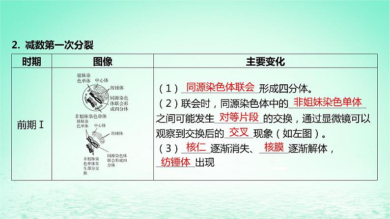 江苏专版2023_2024学年新教材高中生物第一章遗传的细胞基础第一节减数分裂和受精作用第一课时减数分裂产生精子或卵细胞课件苏教版必修208