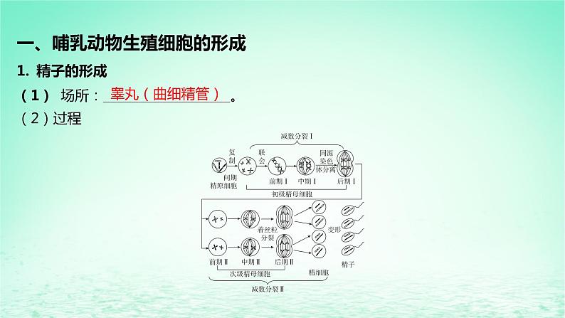 江苏专版2023_2024学年新教材高中生物第一章遗传的细胞基础第一节减数分裂和受精作用第二课时哺乳动物生殖细胞的形成受精作用孕育新的生命课件苏教版必修2第5页