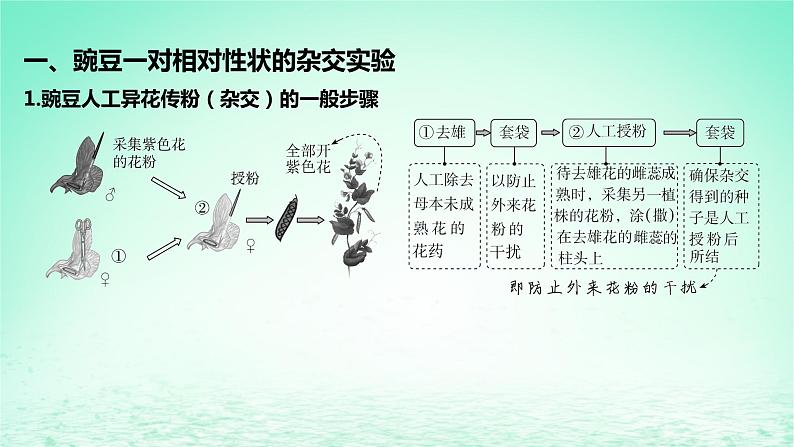 江苏专版2023_2024学年新教材高中生物第一章遗传的细胞基础第二节分离定律第一课时豌豆一对相对性状的杂交实验及其解释课件苏教版必修205