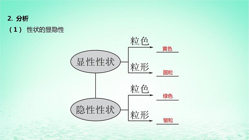 江苏专版2023_2024学年新教材高中生物第一章遗传的细胞基础第三节自由组合定律课件苏教版必修206