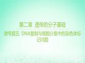 江苏专版2023_2024学年新教材高中生物第二章遗传的分子基础微专题五DNA复制与细胞分裂中的染色体标记问题课件苏教版必修2
