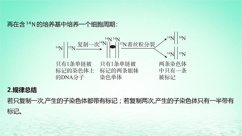 江苏专版2023_2024学年新教材高中生物第二章遗传的分子基础微专题五DNA复制与细胞分裂中的染色体标记问题课件苏教版必修2第3页