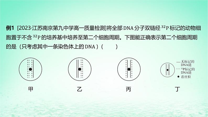 江苏专版2023_2024学年新教材高中生物第二章遗传的分子基础微专题五DNA复制与细胞分裂中的染色体标记问题课件苏教版必修2第4页