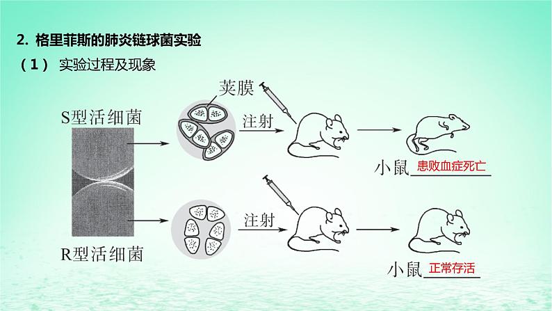 江苏专版2023_2024学年新教材高中生物第二章遗传的分子基础第一节DNA是主要的遗传物质课件苏教版必修206