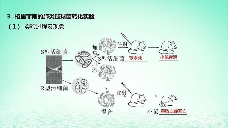 江苏专版2023_2024学年新教材高中生物第二章遗传的分子基础第一节DNA是主要的遗传物质课件苏教版必修208