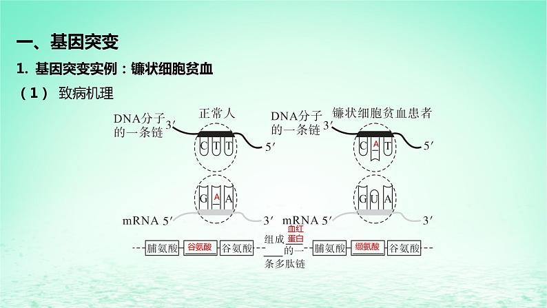 江苏专版2023_2024学年新教材高中生物第三章生物的变异第二节基因突变和基因重组课件苏教版必修2第5页