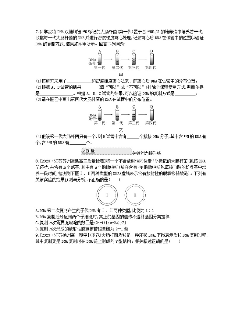江苏专版2023_2024学年新教材高中生物第二章遗传的分子基础第二节DNA分子的结构和复制第二课时DNA分子的复制分层作业苏教版必修202