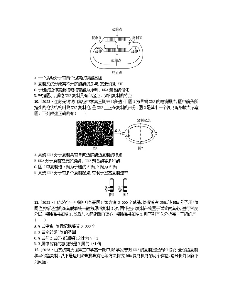 江苏专版2023_2024学年新教材高中生物第二章遗传的分子基础第二节DNA分子的结构和复制第二课时DNA分子的复制分层作业苏教版必修203