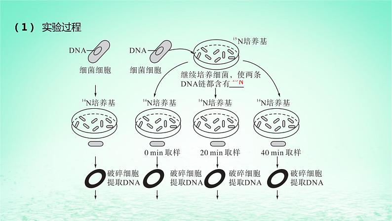 江苏专版2023_2024学年新教材高中生物第二章遗传的分子基础第二节DNA分子的结构和复制第二课时DNA分子的复制课件苏教版必修2第7页