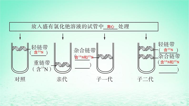 江苏专版2023_2024学年新教材高中生物第二章遗传的分子基础第二节DNA分子的结构和复制第二课时DNA分子的复制课件苏教版必修2第8页