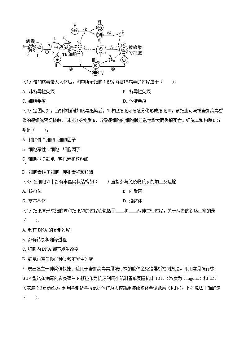 2024上海市东华大学附属奉贤致远中学高三上学期期中考试生物含解析02