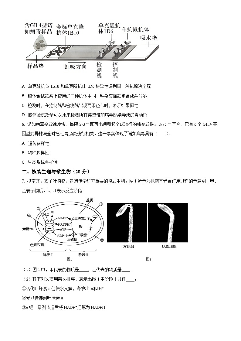 2024上海市东华大学附属奉贤致远中学高三上学期期中考试生物含解析03