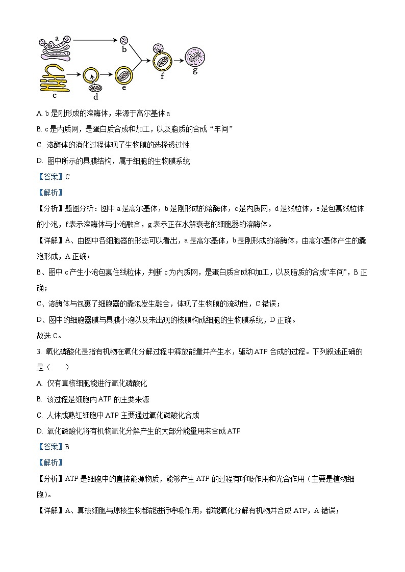 湖北省武汉市第一中学2023-2024学年高三上学期月考（五）生物试题（Word版附解析）02