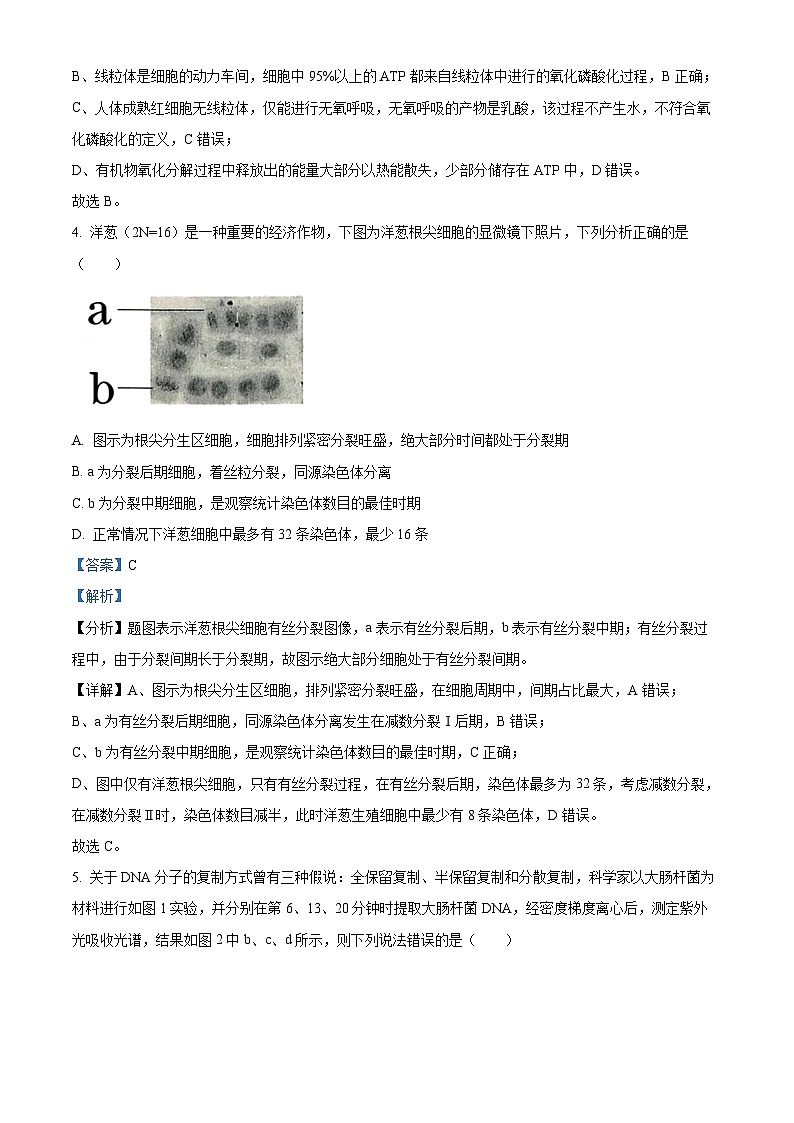 湖北省武汉市第一中学2023-2024学年高三上学期月考（五）生物试题（Word版附解析）03