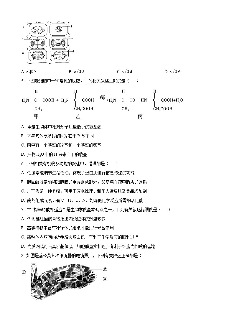 四川省绵阳中学2023-2024学年高一上学期期末模拟测试生物试题（Word版附答案）02