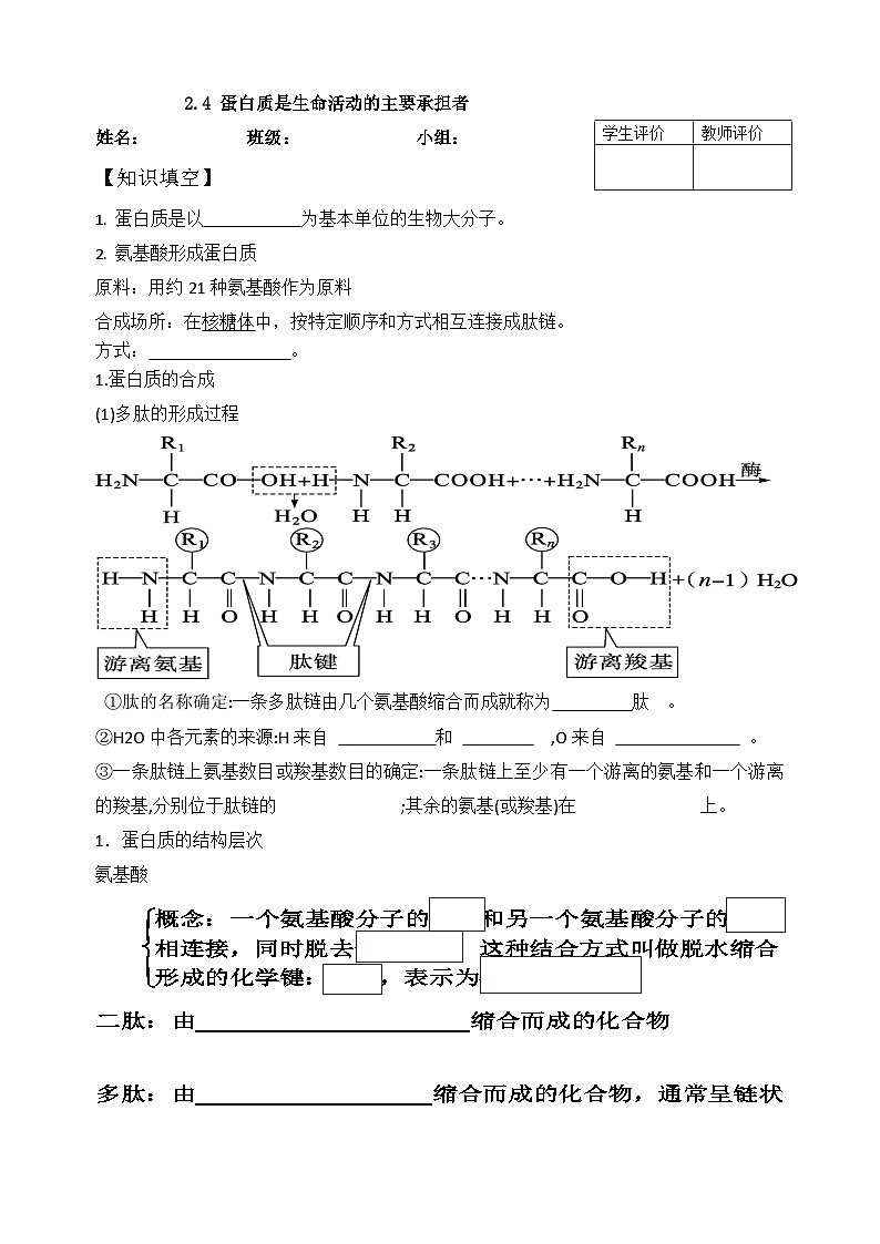 2.4蛋白质是生命活动的主要承担者导学案 高一上学期生物人教版必修101