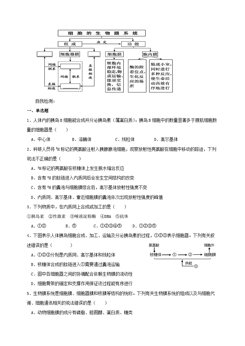 3.2细胞器之间的分工合作第2课时导学案 高中生物人教版必修102