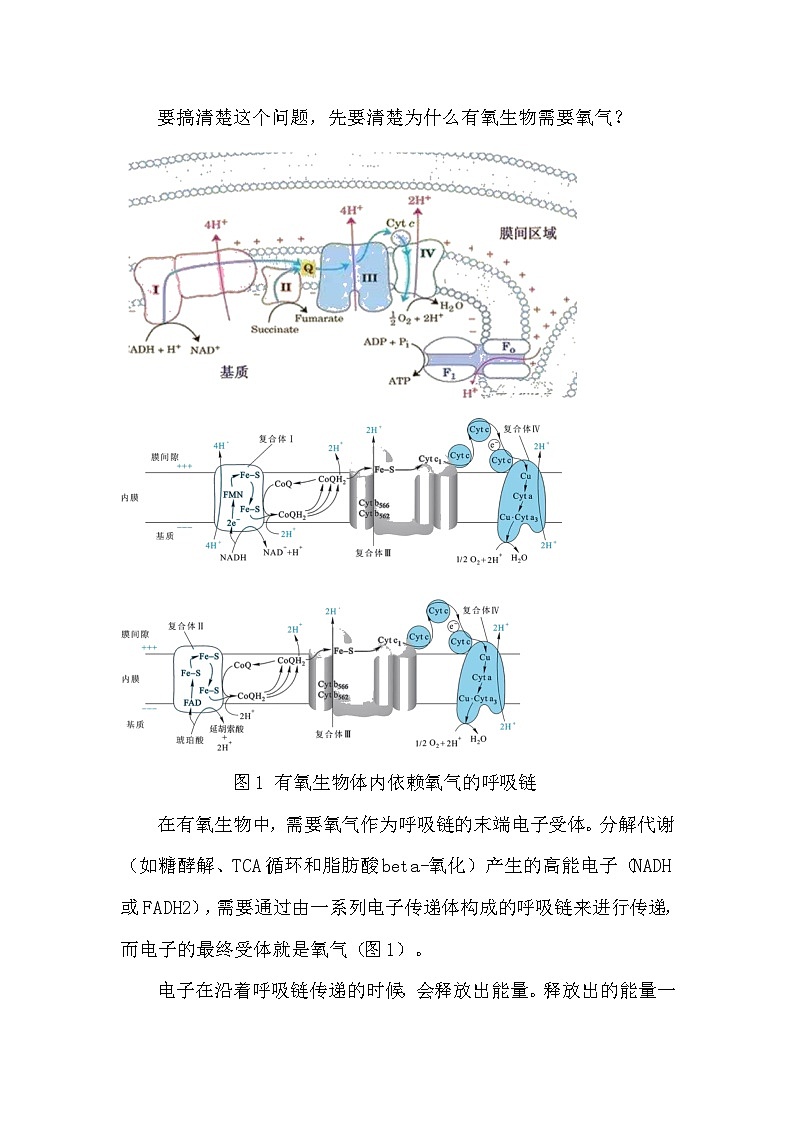 备课素材知识点：氧气对专性厌氧生物的毒害- 高中生物人教版必修1第2页