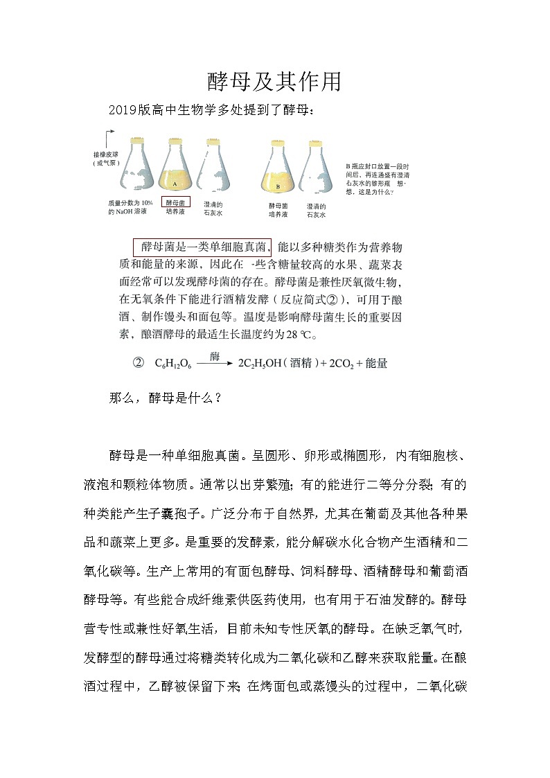 备课素材知识点：酵母及其作用- 高中生物人教版必修1第1页